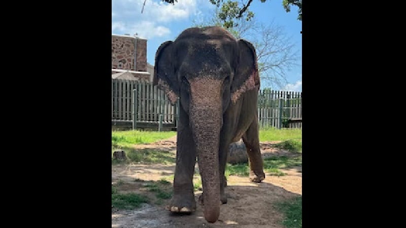 After years of beating the medical odds, the Little Rock Zoo’s beloved elephant, Sophie, has...
