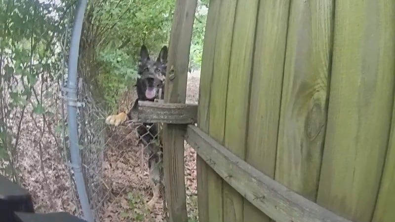 Jonesboro police officer was bitten by his department’s K9 while trying to help the dog over a...
