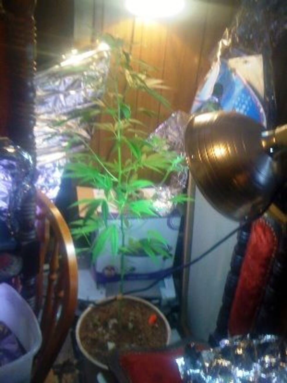 Pot Growing Operation (Source: Lawrence Co. Sheriff)