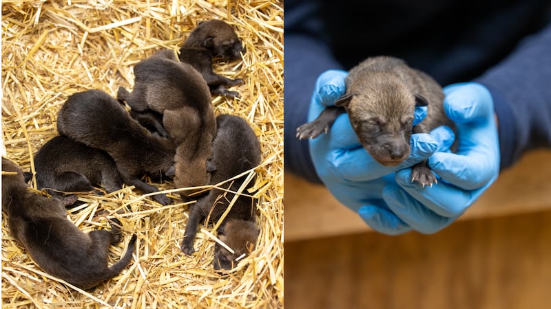 The North Carolina Zoo welcomed endangered red wolf pups.