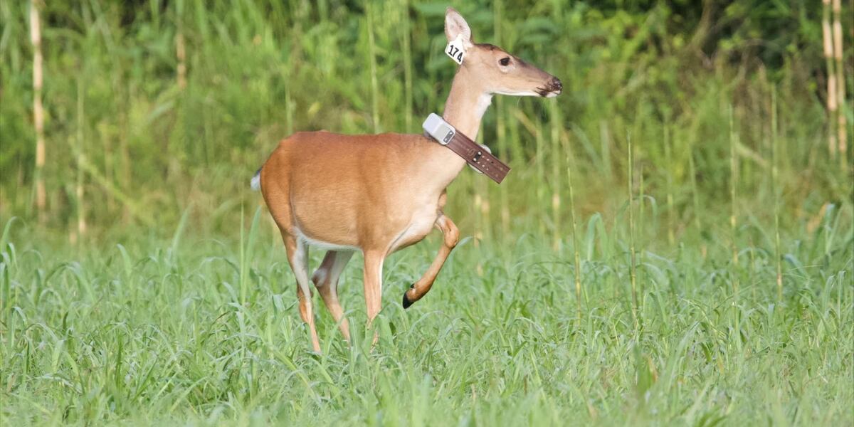 AGFC offering free CWD testing for hunter-harvested deer