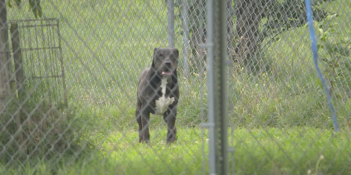 Northeast Arkansas pet owners warned about heat dangers