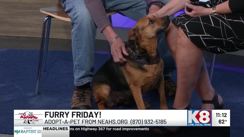 Little Girl is a 2-year-old sweetheart that needs a fur-ever home. To adopt her or another...
