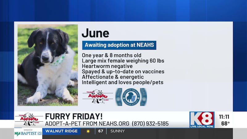 June is an energetic pup that loves people. To adopt her, call the NEA Humane Society at...